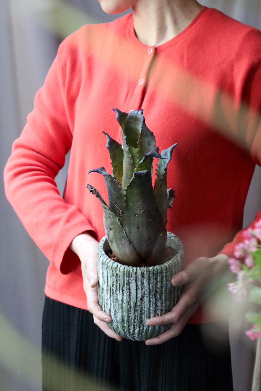 YAMA Hohenbergia leopoldo H DSなど2点 送料無料】 Hohenbergia leopoldo-horstii Black form