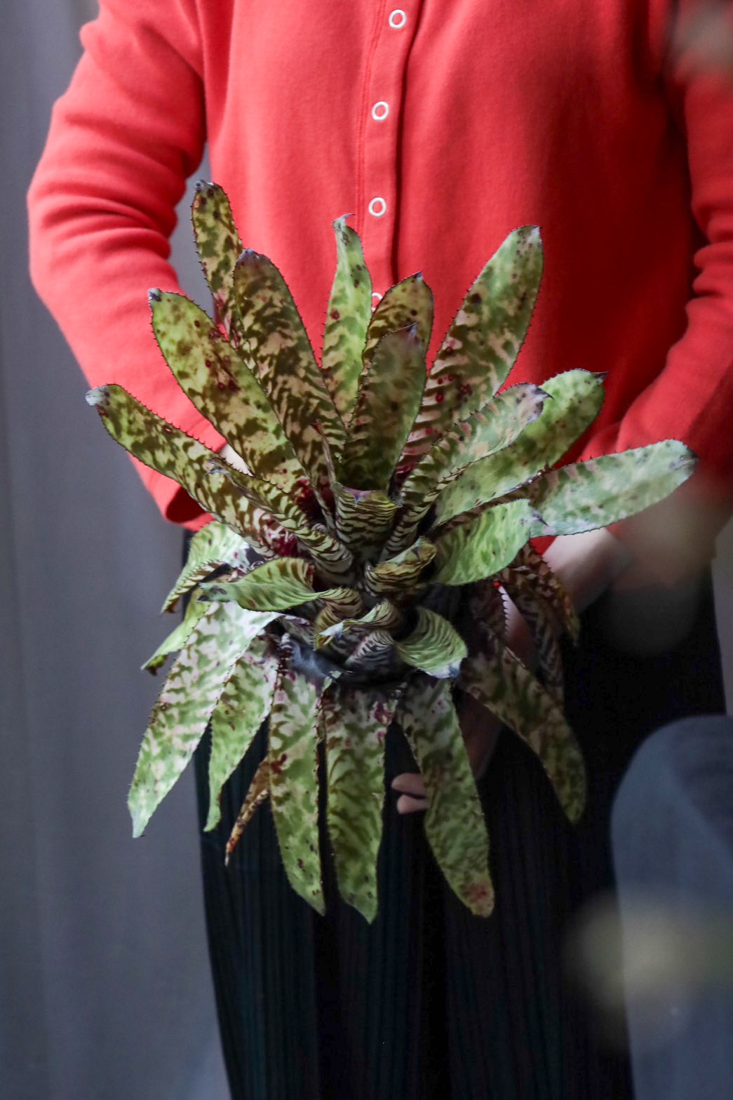 Aechmea Orlandiana seeding – THE LITTLE SHOP OF FLOWERS