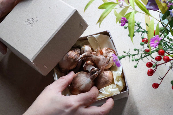 Bulb Life Starter Set – From Autumn