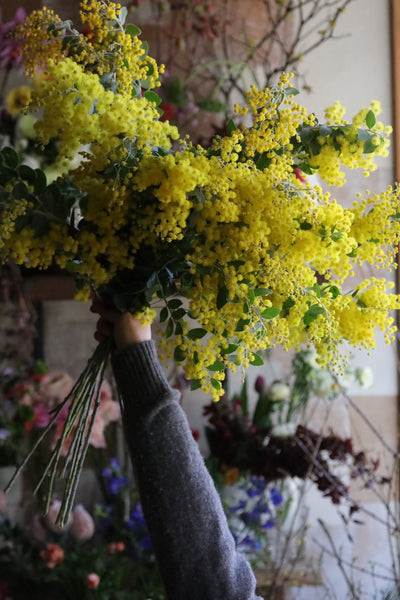 [1/25&27] mimosa swag/wreath