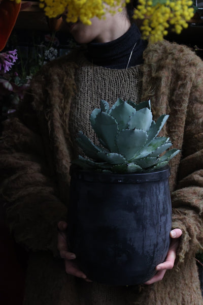 Agave Auspicious Crown Botatorum No. 7