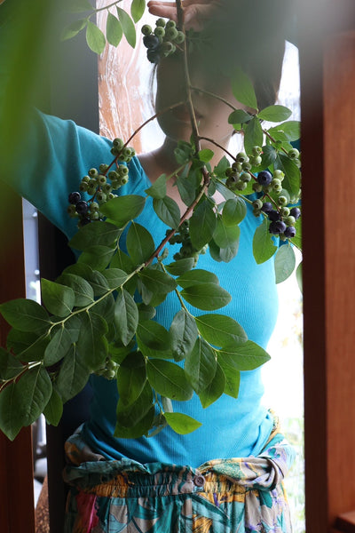 caption:blueberry blue