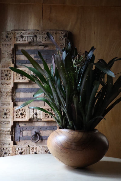 盛永省治 : no.11 樫ベース