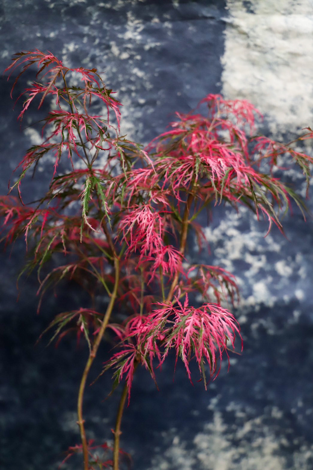 枝垂れモミジ 花まとい – THE LITTLE SHOP OF FLOWERS