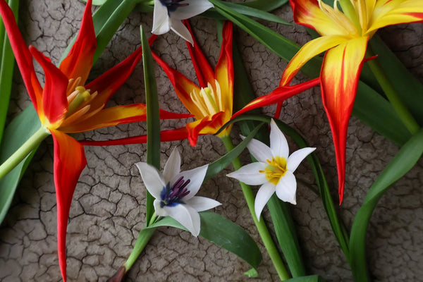 Original Tulips a la carte