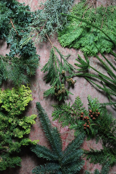 Conifer - Taste Test Set