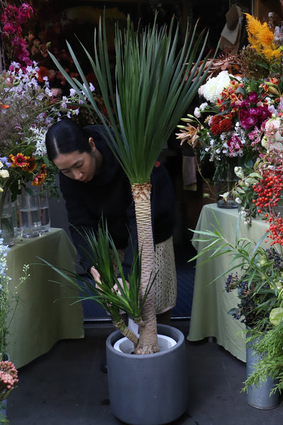 [リトル便] ドラセナカンボジアーナ8号