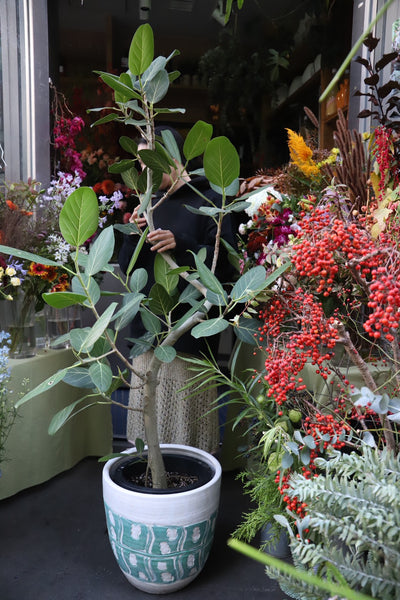 [リトル便] フィカスベンガレンシス10号