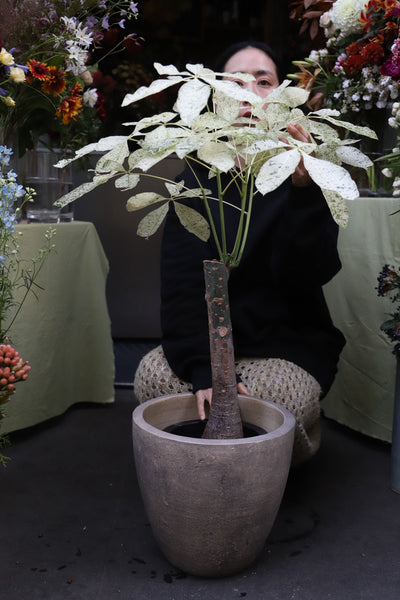 パキラミルキーウェイ7号