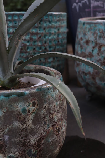 [リトル便] plant pot 8