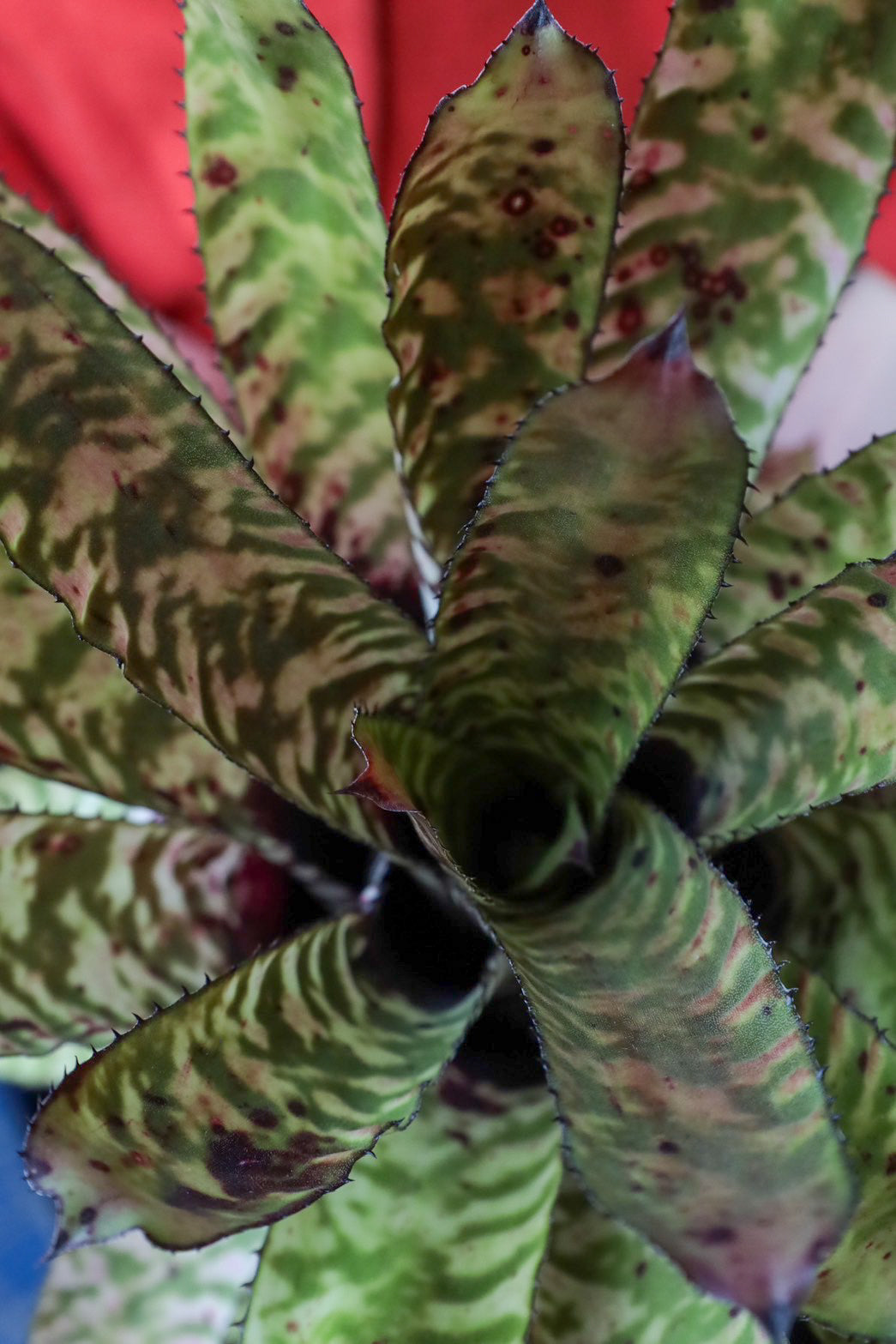 Aechmea Orlandiana seeding – THE LITTLE SHOP OF FLOWERS