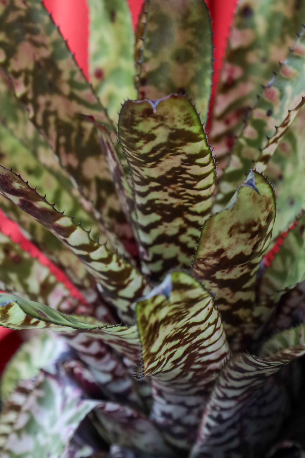 Aechmea Orlandiana seeding – THE LITTLE SHOP OF FLOWERS