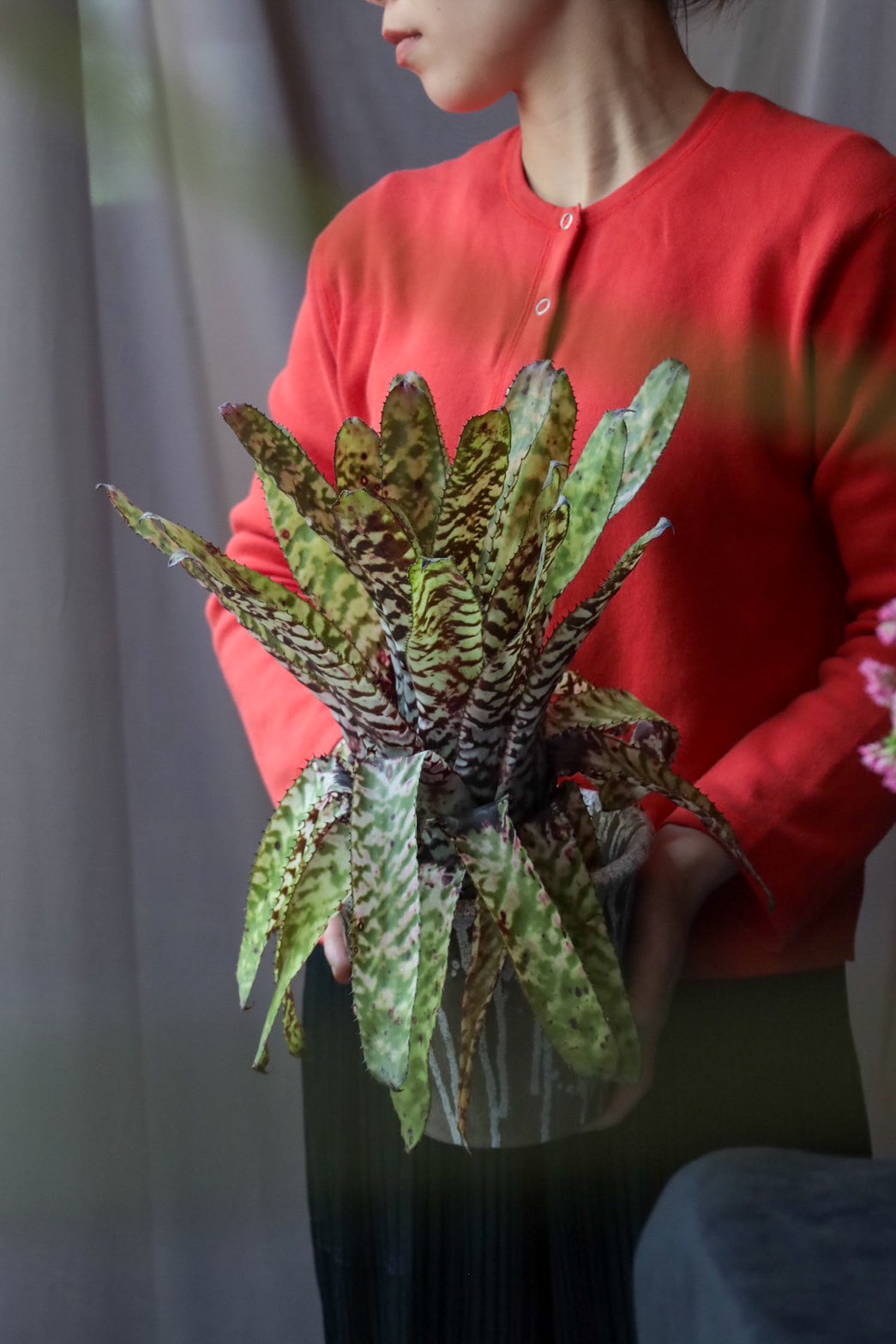 Aechmea Orlandiana seeding – THE LITTLE SHOP OF FLOWERS