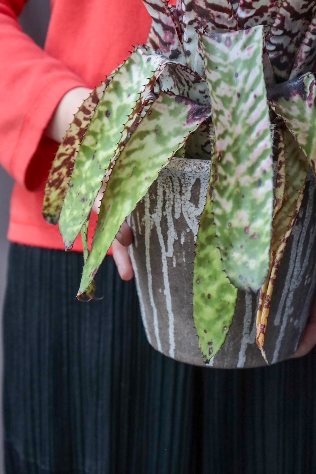 Aechmea Orlandiana seeding – THE LITTLE SHOP OF FLOWERS