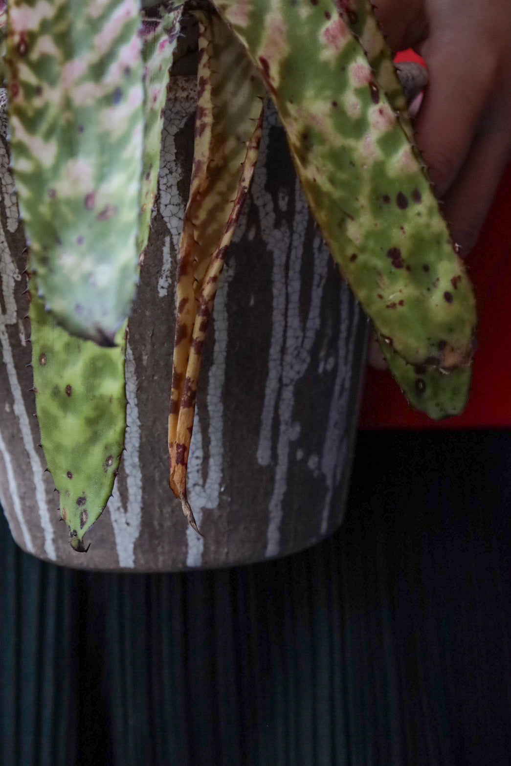 Aechmea Orlandiana seeding – THE LITTLE SHOP OF FLOWERS