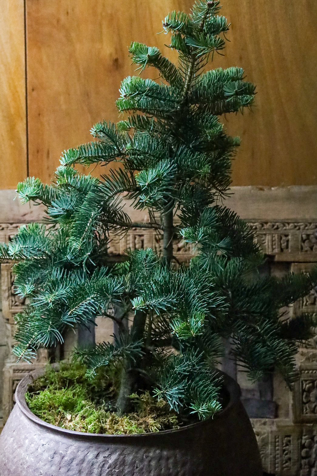もみの木 モミの木 苗木 大型170cm❗綺麗な樹形❗ 極太 クリスマスツリー もみの木 モミのキ 苗木 170cm クリスマスツリー もみの木 モミの木