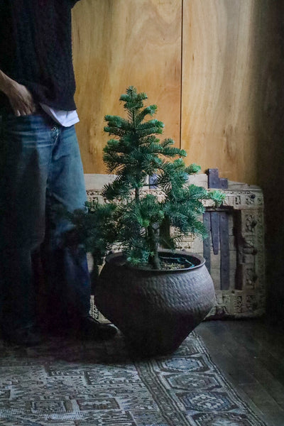 [リトル便] 育てるモミの木 バイオレシア