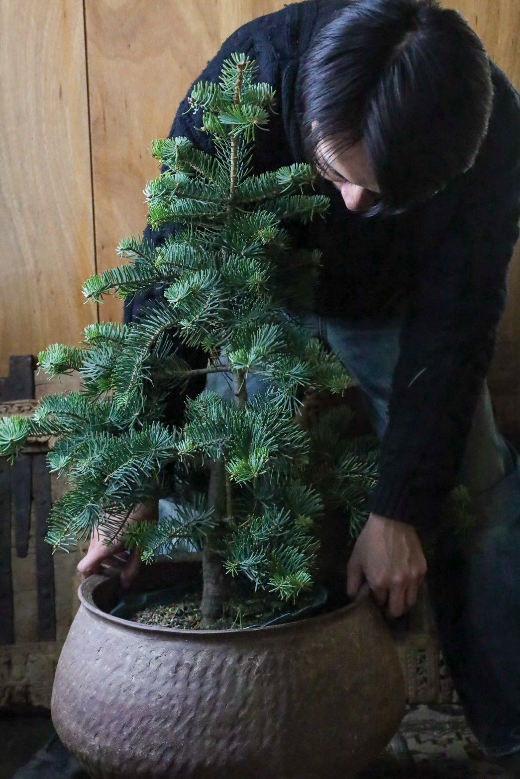 リトル便] 育てるモミの木 バイオレシア – THE LITTLE SHOP OF FLOWERS