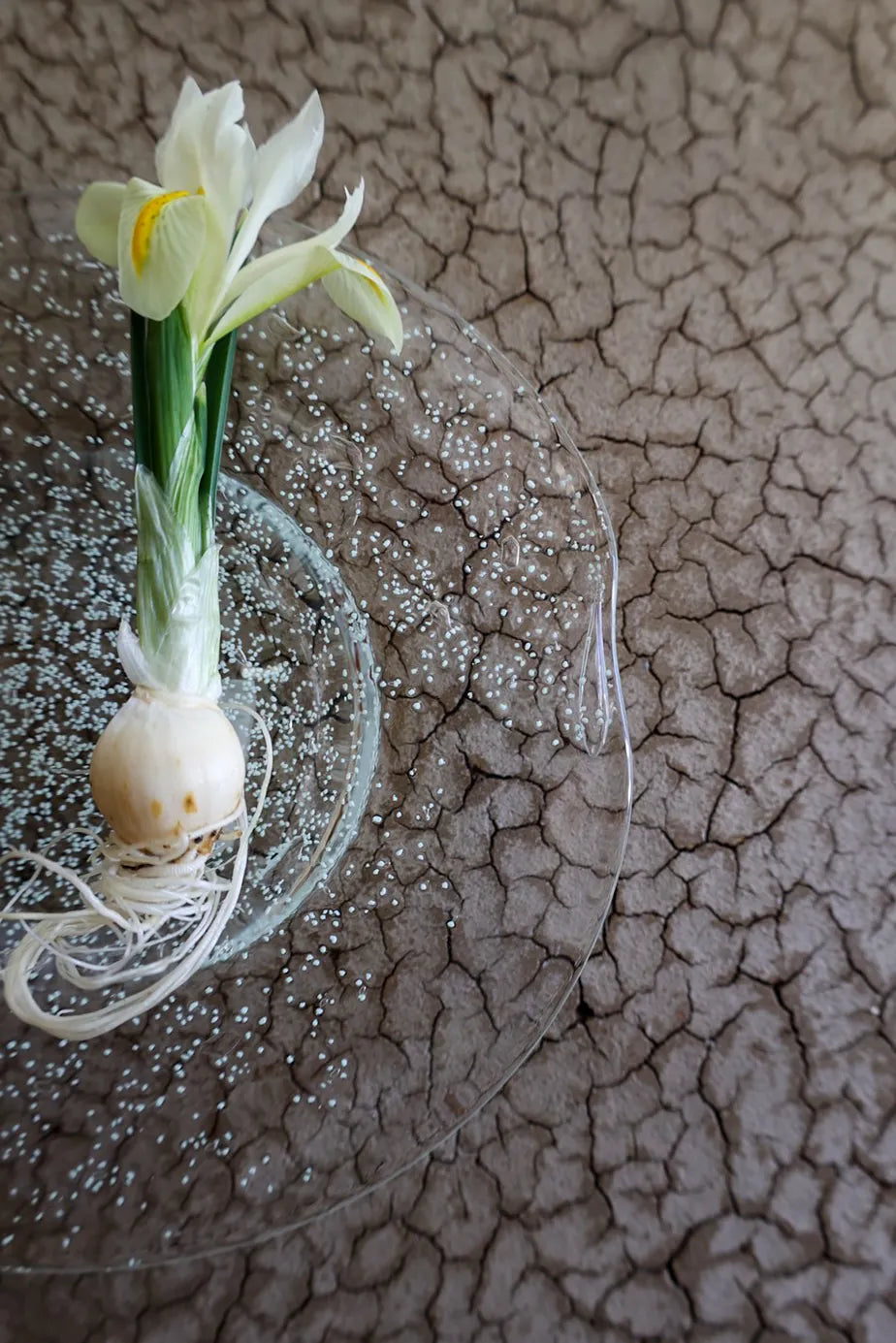 天気の器：皿 Capturing Sunshine – THE LITTLE SHOP OF FLOWERS