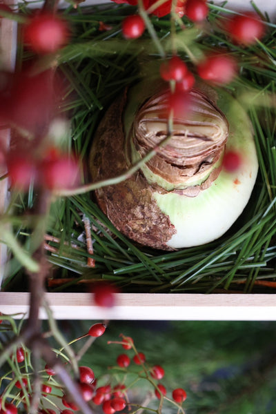 Magic Amaryllis and Daio pine in paulownia box