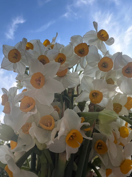 [Shipping date limited] Anemone double-flowered (13-14 pieces/direct production series from Niigata)